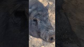 Una trompuda 🤭🤭 shortvideo animalesreels mascotas viralvideo cochino cerdo rancho [upl. by Nymzaj]