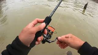 White Bass Run Trinity River Dam N lock 2024 whitebass fishingfishing fishing cauca câucá [upl. by Einattirb]