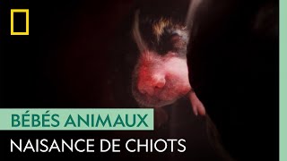 Mise bas de 4 chiots après 9 semaines de gestation  IN UTERO  LES ANIMAUX [upl. by Arytas263]