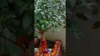 Sunday ko Tulsi mata ke ptte ku nhi todde jaate mangal [upl. by Yonita]