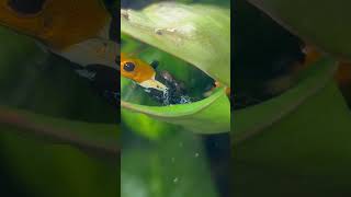 HUGE NEWS My endangered dart frogs have been spotted with tadpoles this morning fyp darts shorts [upl. by Laux]