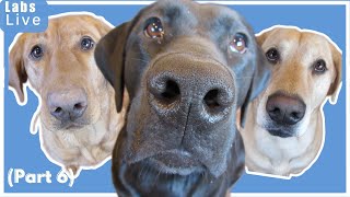 🔴LabsLive Part 6 Labrador Retrievers and Relaxing Music for Dogs [upl. by Bilbe]