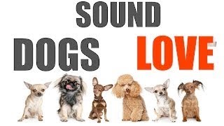 10 Sounds Dogs Love To Hear The Most  Sound Dogs Love All Time  HQ [upl. by Lunetta672]