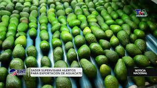 SADER Supervisará Huertos de Aguacate para Exportación  Garantizando Calidad y Seguridad [upl. by Aihsyn]