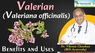 Valerian uses and Benefits [upl. by Aniweta587]