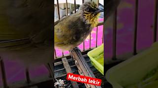 Merbah lekir betina suaraburung เสียงนกร้อง suarapikatburung jambul merbahlekir [upl. by Teews725]