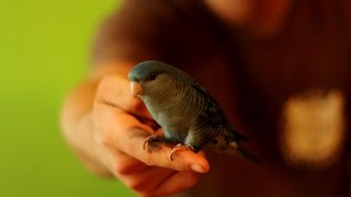 Aymara Pruhovana  Lineolated Parakeet [upl. by Boggs235]