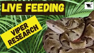 The Most Insane Snake Feeding Behavior [upl. by Essiralc]