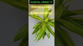 RAIZES EXPOSTAS PLEOMELE LIMÃO Shorts 1800 folhagens plants plantas [upl. by Haslett]