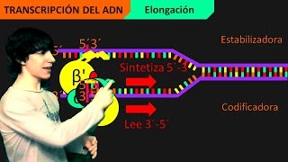 Transcripción del ADN Paso a Paso [upl. by Yttam]