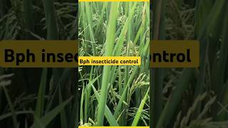 🌾Bph control insecticide 🌾 How to control Bph  bhura mahu ki dawa shorts shortsfeed [upl. by Annabella]