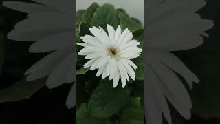 White Gerbera Medium gerbera flowers garden gardening [upl. by Ellemrac]