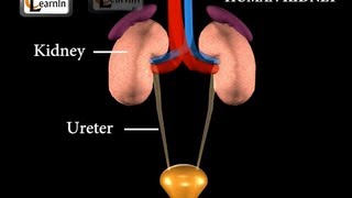 Kidney  Excretory System  Biology [upl. by Llenaj937]