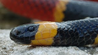 Coral Snakes 01 Venomous Snake of America [upl. by Lorn]