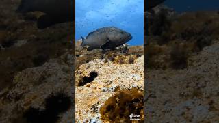 🌊 Grouper  Dive Site Cabo de Palos Spain 🇪🇸 scubadiving grouper [upl. by Gregoire]