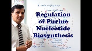 Purine Synthesis Regulation [upl. by Irvine]