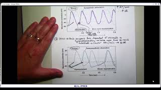 2024 Lecture 3 Sept 10 ventricular myocyte [upl. by Dust648]