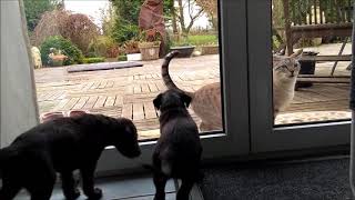 scottish deerhound puppies meet cat [upl. by Vaios909]