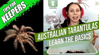 How to look after a pet tarantula the basics  Australian Tarantula Keepers Series [upl. by Letty]