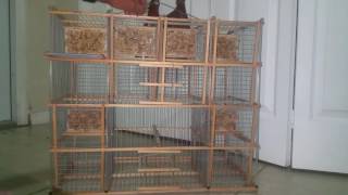 Bird cage 12 trap cuban [upl. by Rialcnis]