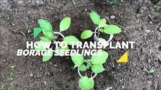 How to Transplant Borage Seedlings 🍃 borage gardening gardeningtips [upl. by Sadella163]