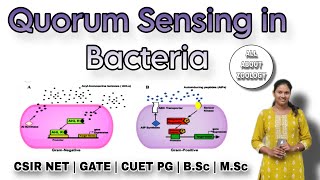 QUORUM SENSING IN BACTERIA FULL PATHWAY  MSc Classes  Cell Signaling  CSIR NET  GATE [upl. by Won]