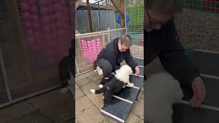 Old English sheepdog puppies 6 weeks old [upl. by Nired]