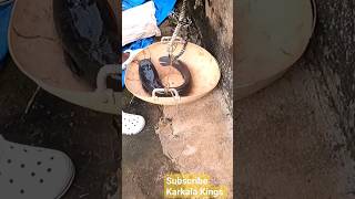 Catching big size Catfish Magur machli mushi fish and rescue to water 🐠 fish fishvideo shorts [upl. by Sairahcaz]