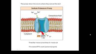 BTEC Applied Science Unit 1 Biology Nerve Impulses [upl. by Kiyoshi]