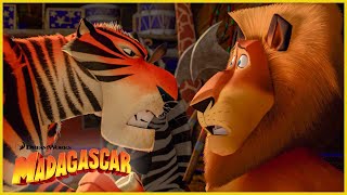 La pandilla se une al circo  Más avances  DreamWorks Madagascar en Español Latino [upl. by Eniamerej815]