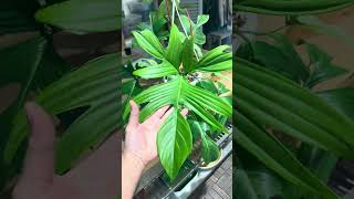 Philodendron Florida ghost ￼ [upl. by Medin]