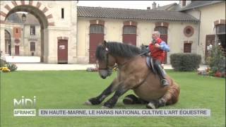 ANIMAUX  En HauteMarne le haras national cultive lart équestre [upl. by Leonardi354]