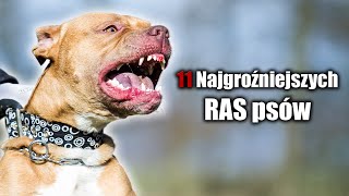 11 Najgroźniejszych RAS psów [upl. by Root]