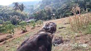 kalah jauh sama puyuh Gularis hunting Accipiter sparrowhawk hawk berburuburungruakruak [upl. by Haneeja]