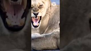 Lion cubs scolded by mother lioness lion lioncub [upl. by Parrish]