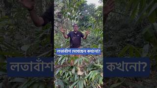 লতা বাঁশ দেখেছেন কখনো [upl. by Gulgee]