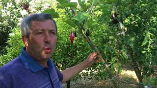 L orto del Futuro produzione pomodori e melanzane innestate su albero SOLANUM [upl. by Malchy]