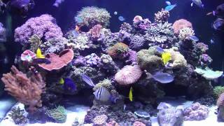 250 gallon REEF SYSTEM Chapter 1 Reef Tank [upl. by Shipman908]