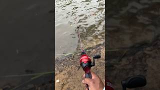 ONE HAND Fish catch w Zebco Dock Demon fishing fish angler bluegill [upl. by Lorain]