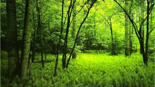 Morning in the forest  over one hour of relaxing forest sounds [upl. by Artur]