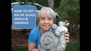 HOW TO GET RID OF SLUGS SNAILS AND EARWIGS [upl. by Willetta436]