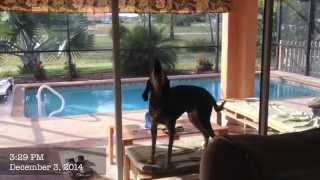 Bluetick Coonhound  Dog Training of Fort Myers  Patrick Logue [upl. by Bolanger]