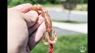 Lizard gets DESTROYED fishing for Largemouth Bass [upl. by Ahseikram]