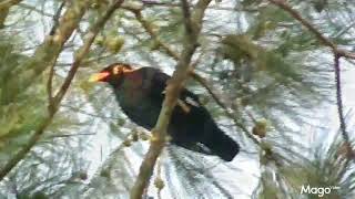 Myna birds Brunei quot Tiong quot [upl. by Gyatt626]