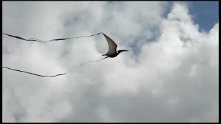 Pterodactyls flying [upl. by Raddatz]