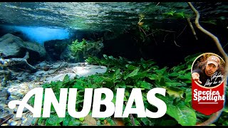 Anubias  In Nature and Aquarium with Exclusive Nature Footage [upl. by Annasiul382]