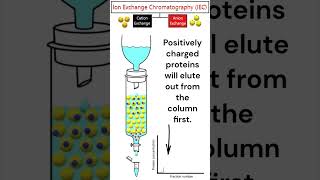 Ion Exchange Chromatography animation chromatography [upl. by Gelhar]