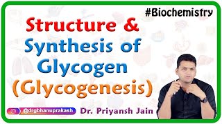 Structure of Glycogen and Glycogen synthesis Glycogenesis  Medical biochemistry [upl. by Melva]