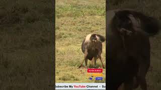 wildebeest give birth [upl. by Illah]