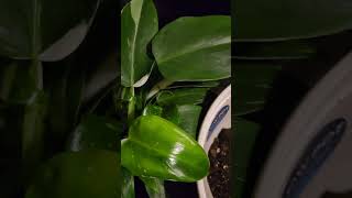 Philodendron Erubescens [upl. by Aneekal]